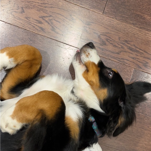 Meet your Posher, Anjulie - Picture 1 of 1